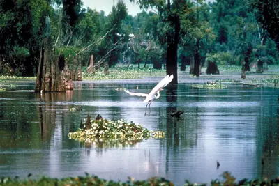 Louisiana