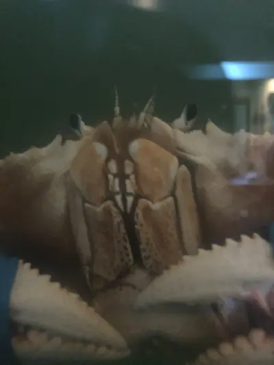 Dungeness Crab