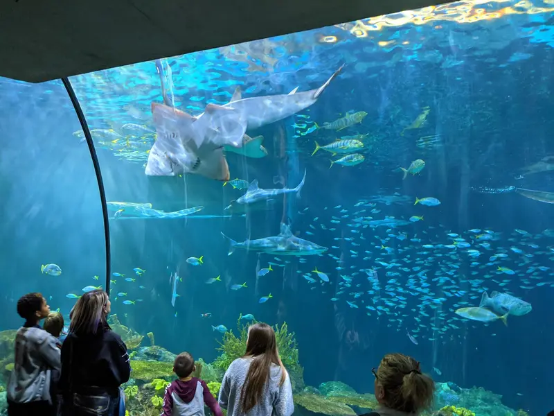 Shedd Aquarium