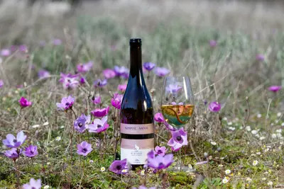 Weinbau im Umland