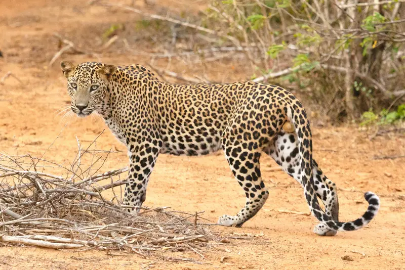 Yala-Nationalpark