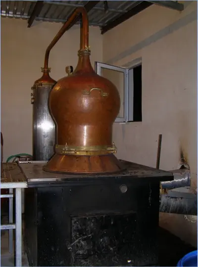 Tsikoudia