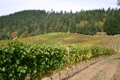 Pinot Noir aus dem Willamette Valley