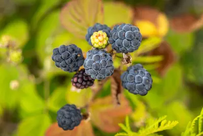 Marionberry