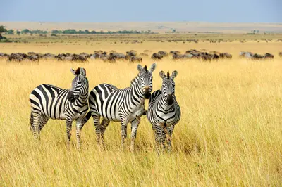 Masai Mara National Reserve