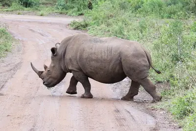 Hluhluwe-iMfolozi-Park