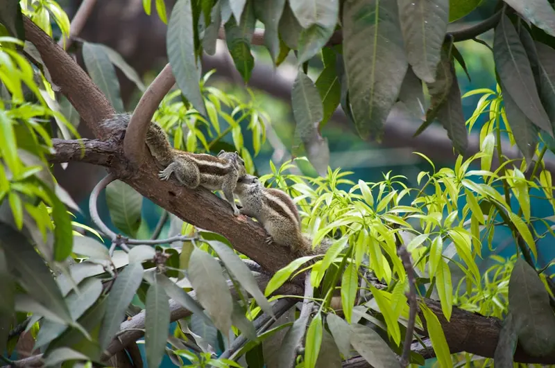 Hoedspruit Endangered Species Centre (HESC)