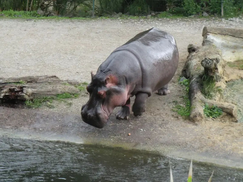 Jessica the Hippo