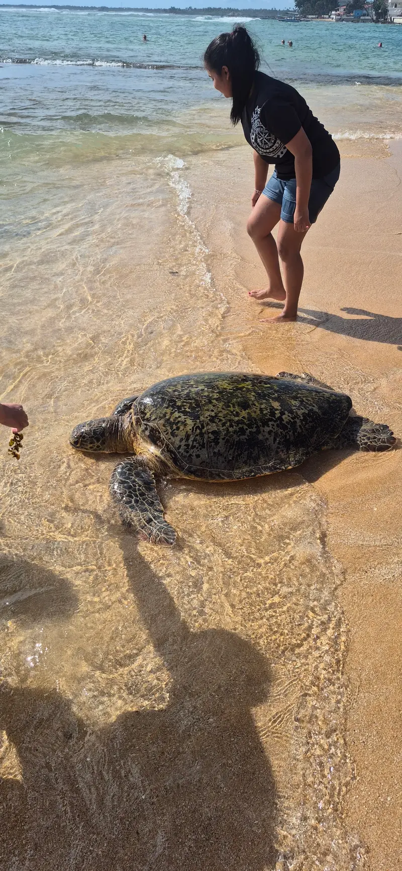 Turtle Beach