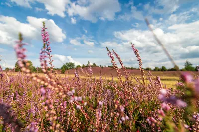 Lüneburg Heath
