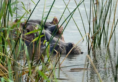 iSimangaliso-Wetland-Park