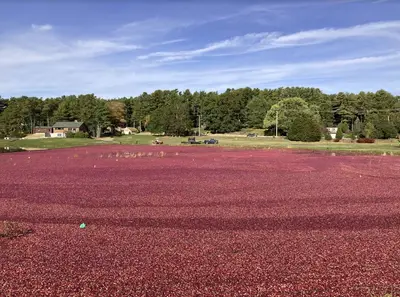 Cranberries