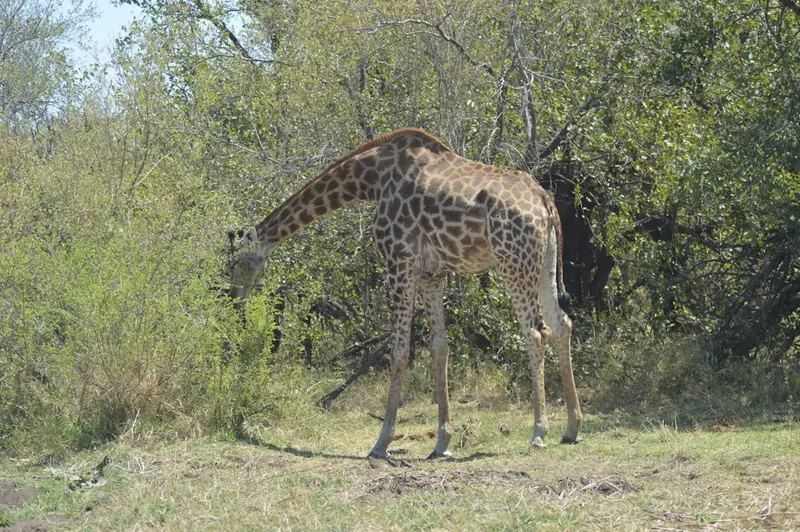 Kruger National Park (Westliche Region)