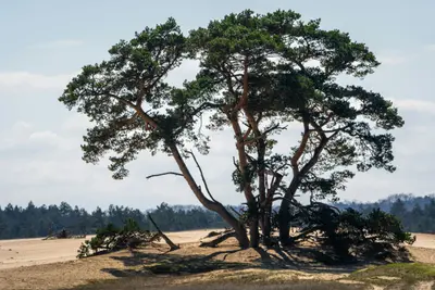 Nationalpark De Hoge Veluwe