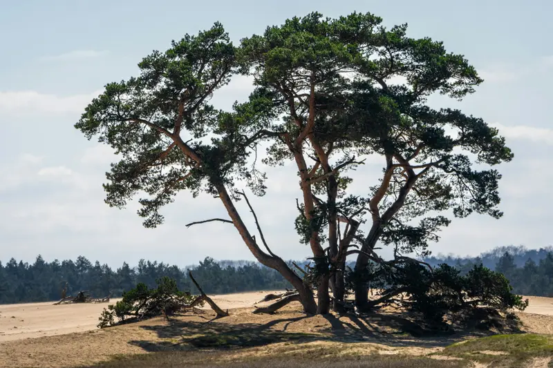 De Hoge Veluwe National Park