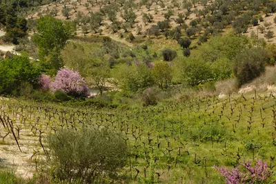 Agiorgitiko from Nemea