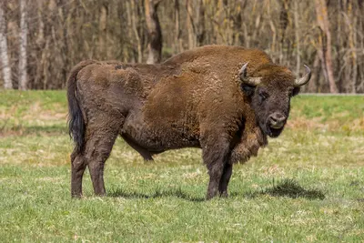 Białowieża-Nationalpark