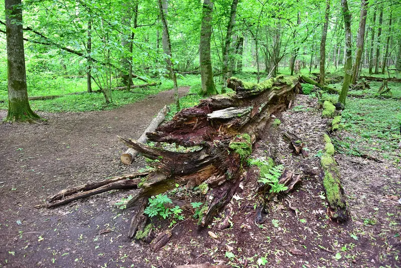 Ehemaliges strenges Schutzgebiet (Obręb Ochronny Rezerwat)