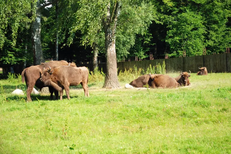 Wisent-Schaugehege (Rezerwat Pokazowy Żubrów)