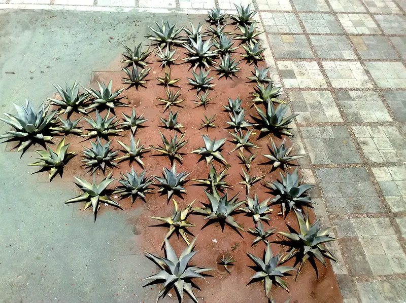Museo de las Culturas de Oaxaca