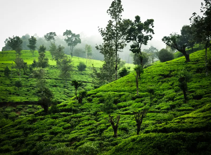 Nuwara Eliya