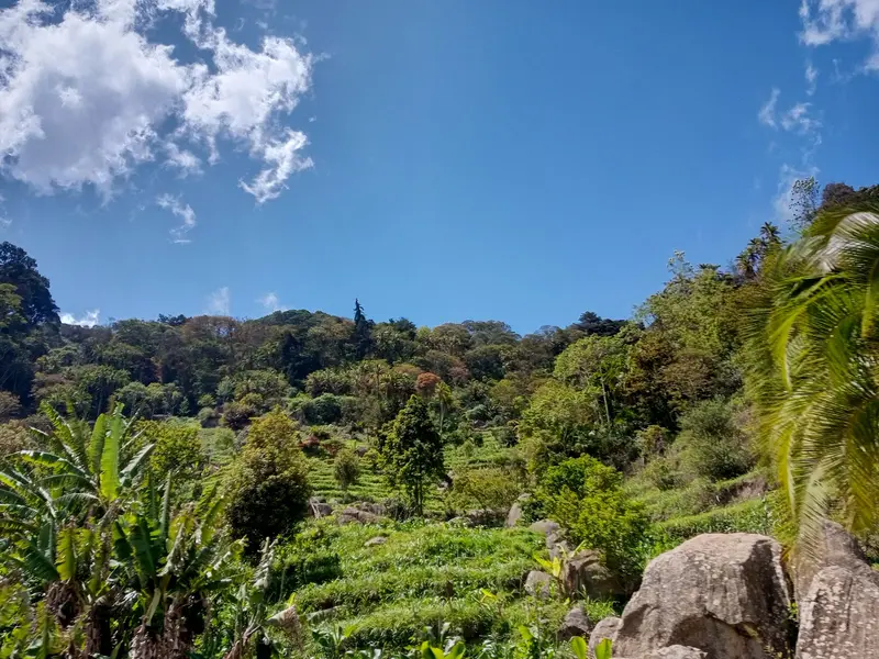 Ngangao Forest