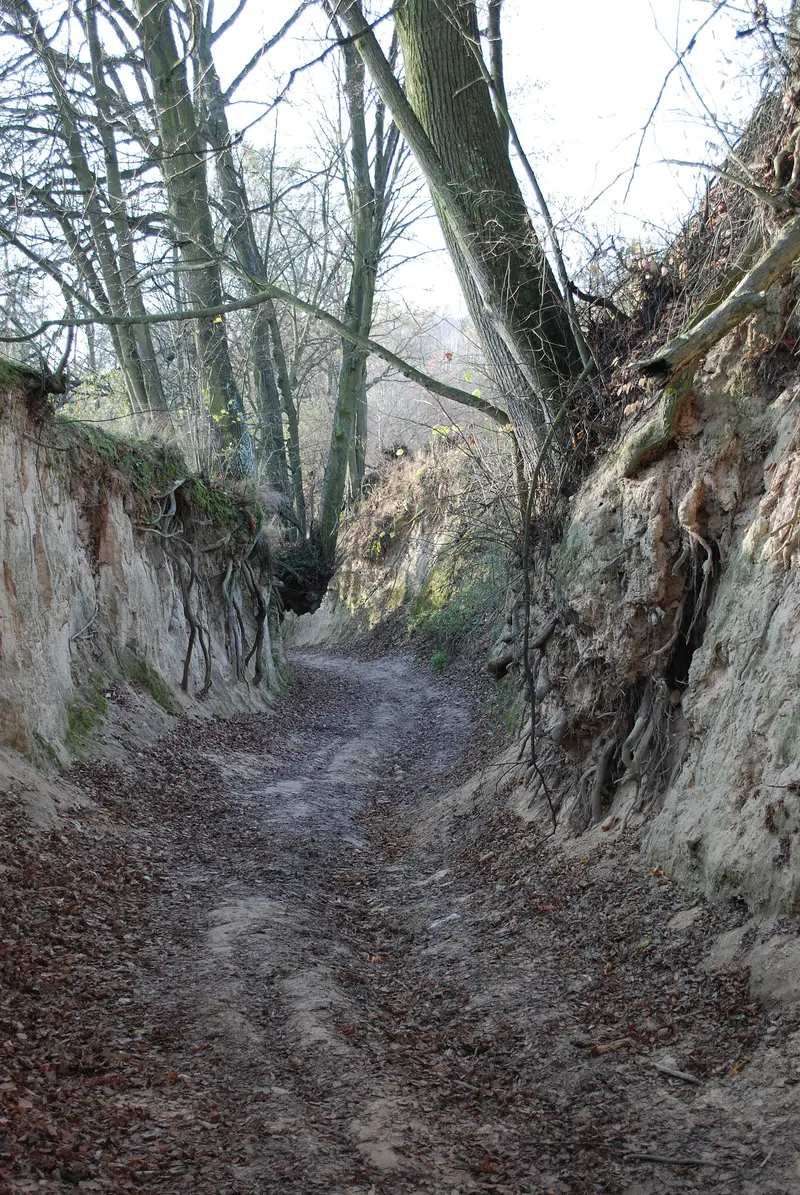 Lössschlucht Korzeniowy Dół