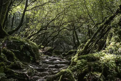 Yakushima
