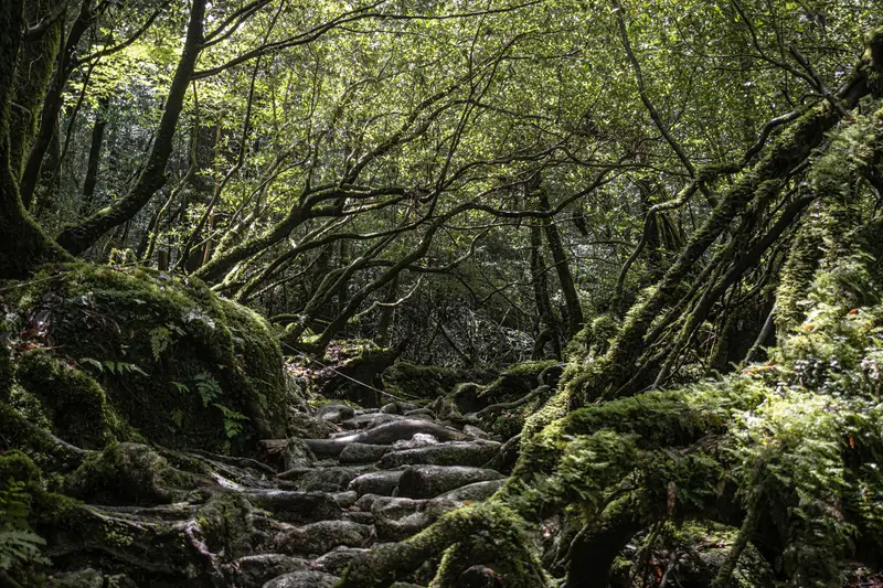 Yakushima