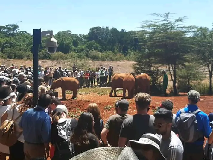 Sheldrick Wildlife Trust Elephant Orphanage