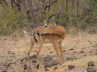 Meru National Park