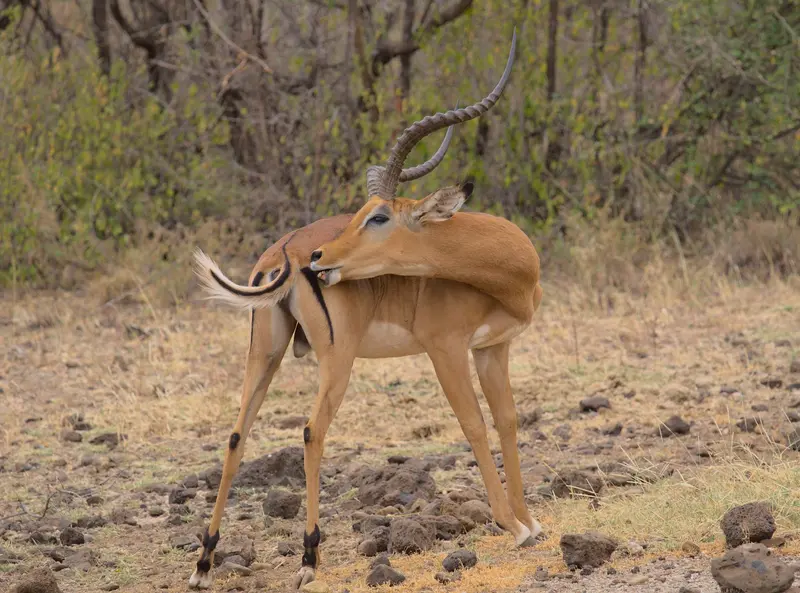 Meru-Nationalpark