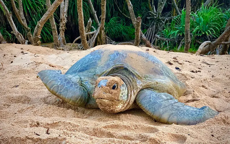 Rekawa Turtle Watch