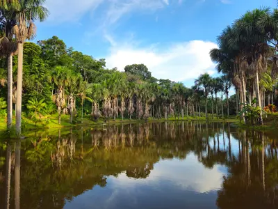 Amazonasgebiet (Tambopata)