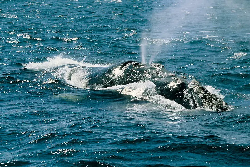 Walbeobachtung in Puerto Pirámides