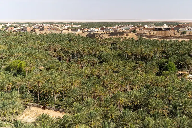 Palmeraie of Nefta