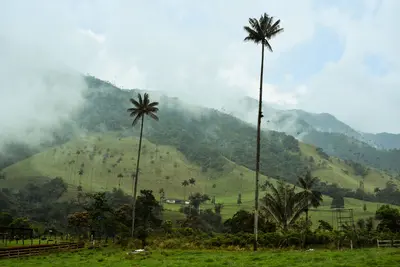 Valle de Cocora