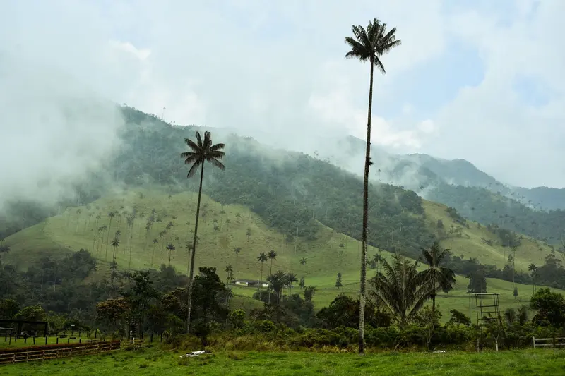 Valle de Cocora
