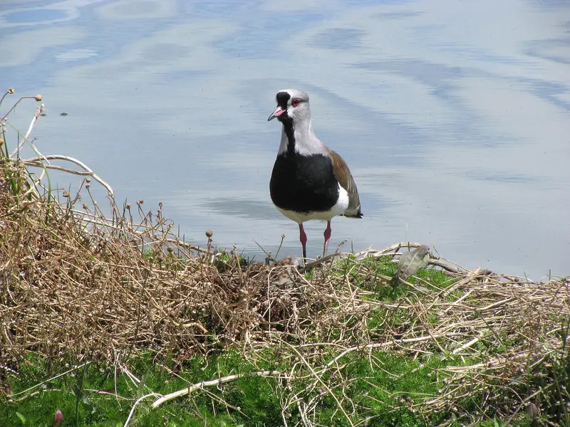 Reserva Laguna Nimez