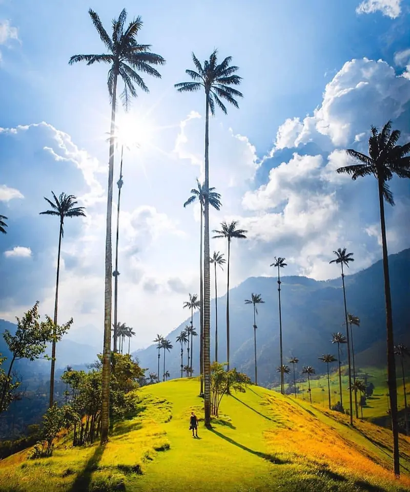 Cocora Valley