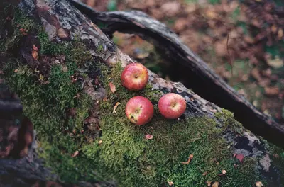 Äpfel