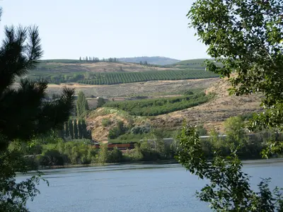 Wein