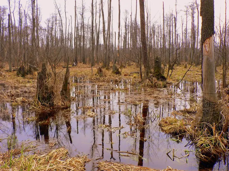 Kampinos-Nationalpark (Kampinoski Park Narodowy)