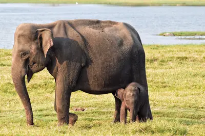 Minneriya-Nationalpark