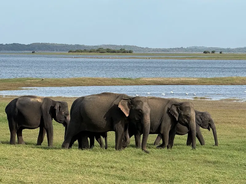 Kaudulla National Park