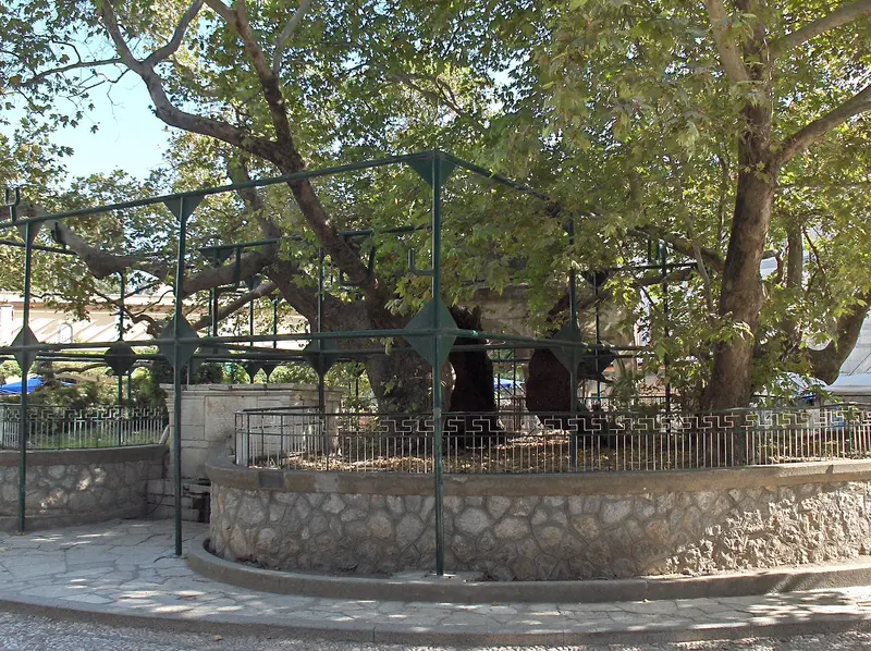 Platane des Hippokrates