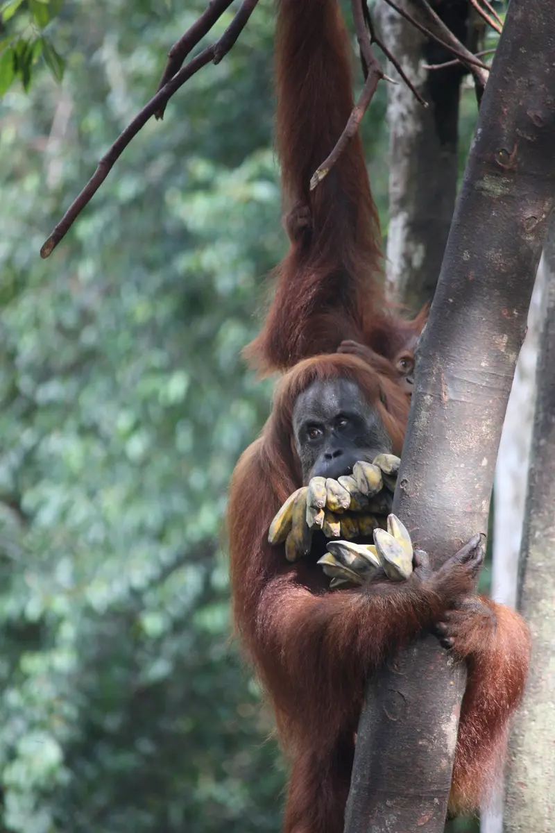 Dschungeltrekking im Gunung-Leuser-Nationalpark