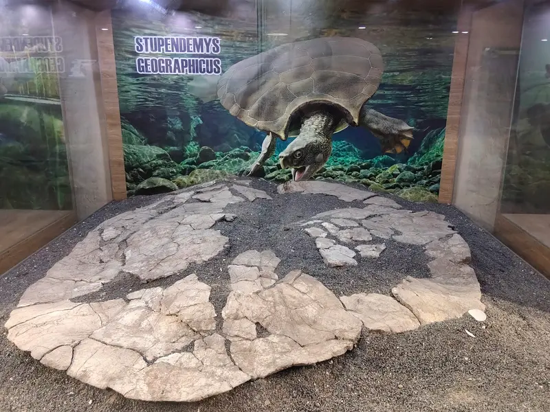 Paleontological Museum of Villavieja