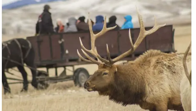 National Elk Refuge