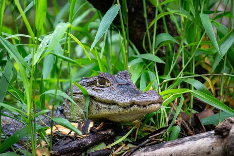 Hasties-Swamp-Nationalpark